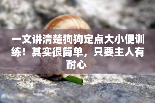 一文講清楚狗狗定點大小便訓練！其實很簡單，只要主人有耐心 