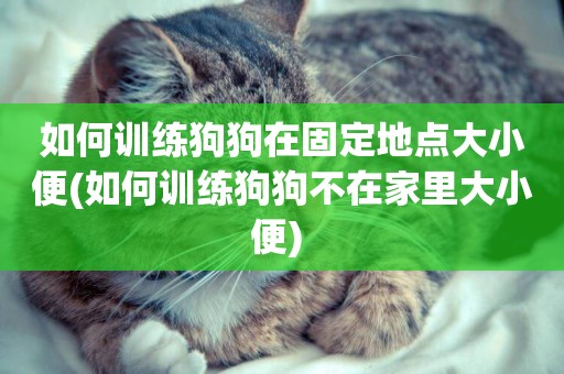 如何訓練狗狗在固定地點大小便(如何訓練狗狗不在家里大小便) 
