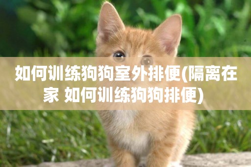 如何訓練狗狗室外排便(隔離在家 如何訓練狗狗排便) 