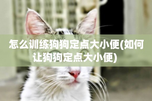 怎么訓練狗狗定點大小便(如何讓狗狗定點大小便) 