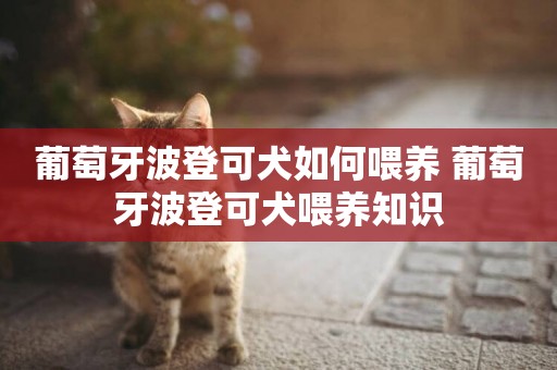 葡萄牙波登可犬如何喂養 葡萄牙波登可犬喂養知識