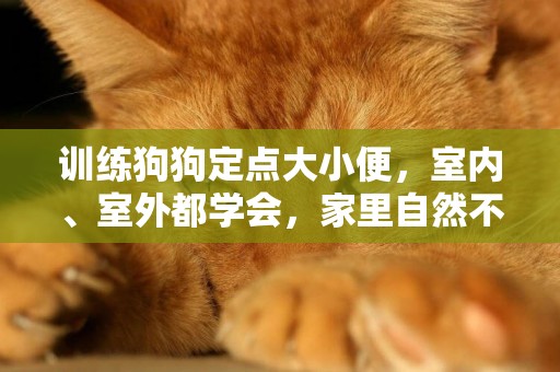 訓練狗狗定點大小便，室內、室外都學會，家里自然不會有臭味 