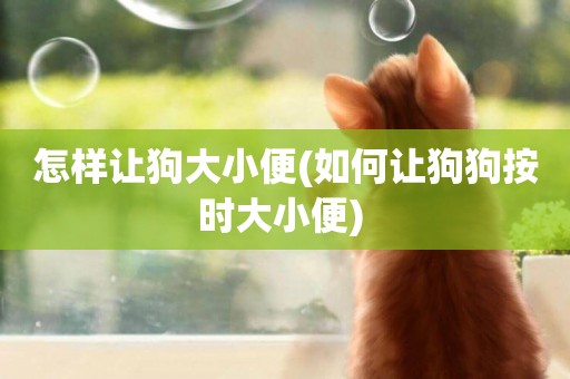 怎樣讓狗大小便(如何讓狗狗按時大小便) 