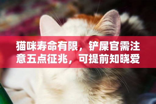 貓咪壽命有限，鏟屎官需注意五點征兆，可提前知曉愛貓老年期！ 