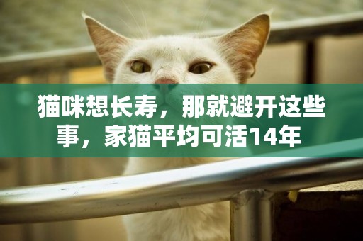 貓咪想長壽，那就避開這些事，家貓平均可活14年 