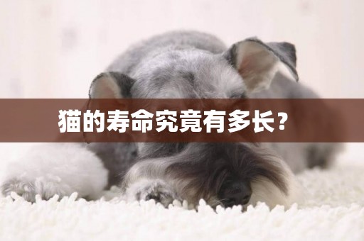 貓的壽命究竟有多長？ 