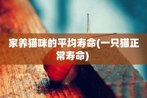 家養貓咪的平均壽命(一只貓正常壽命) 