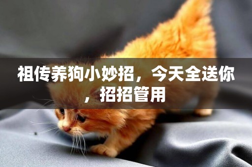 祖傳養狗小妙招，今天全送你，招招管用 