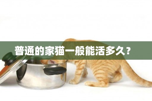 普通的家貓一般能活多久？ 