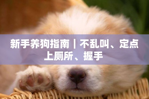 新手養狗指南｜不亂叫、定點上廁所、握手 