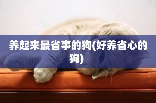 養起來最省事的狗(好養省心的狗) 
