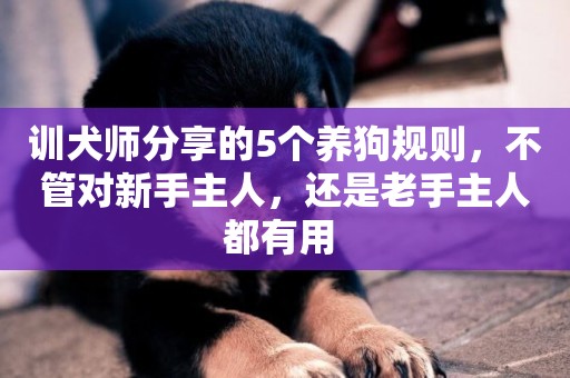 訓犬師分享的5個養狗規則，不管對新手主人，還是老手主人都有用 