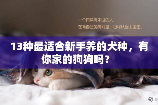 13種最適合新手養的犬種，有你家的狗狗嗎？ 