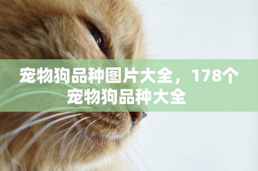 寵物狗品種圖片大全，178個寵物狗品種大全 