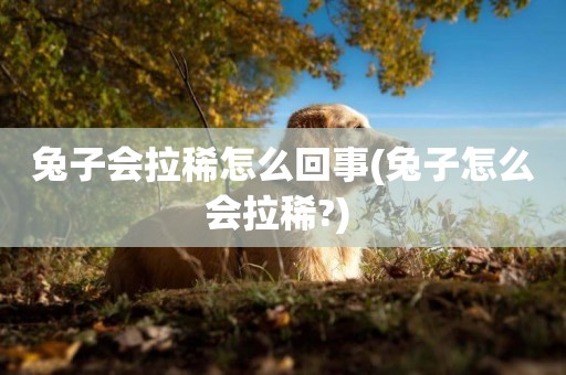 兔子會拉稀怎么回事(兔子怎么會拉稀?) 