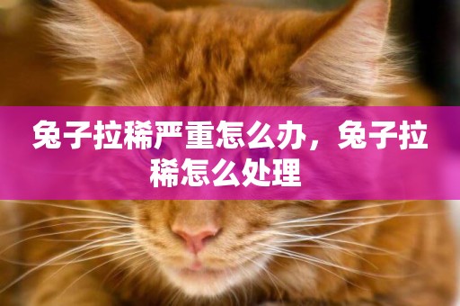 兔子拉稀嚴重怎么辦，兔子拉稀怎么處理 