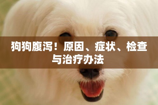 狗狗腹瀉！原因、癥狀、檢查與治療辦法 