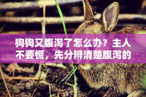 狗狗又腹瀉了怎么辦？主人不要慌，先分辨清楚腹瀉的原因才能治好 