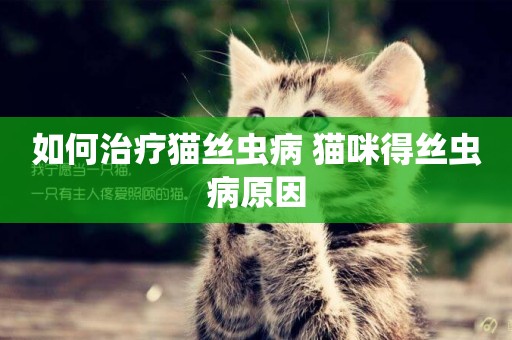 如何治療貓絲蟲病 貓咪得絲蟲病原因