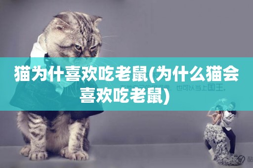貓為什喜歡吃老鼠(為什么貓會喜歡吃老鼠) 