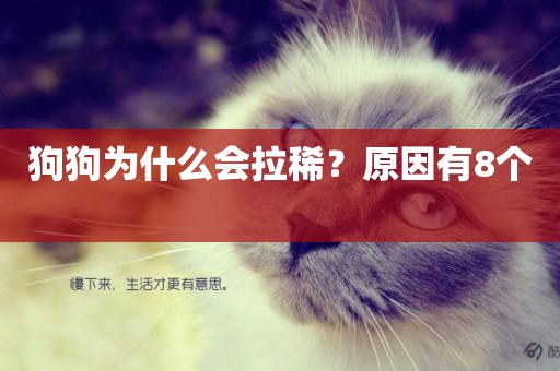 狗狗為什么會拉稀？原因有8個 
