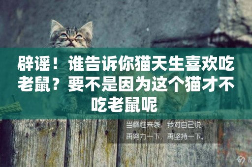 辟謠！誰告訴你貓天生喜歡吃老鼠？要不是因為這個貓才不吃老鼠呢 