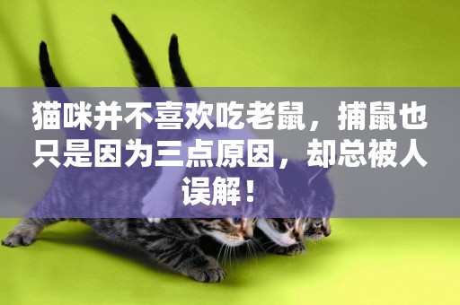 貓咪并不喜歡吃老鼠，捕鼠也只是因為三點原因，卻總被人誤解！ 