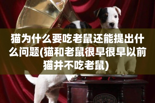 貓為什么要吃老鼠還能提出什么問題(貓和老鼠很早很早以前貓并不吃老鼠) 