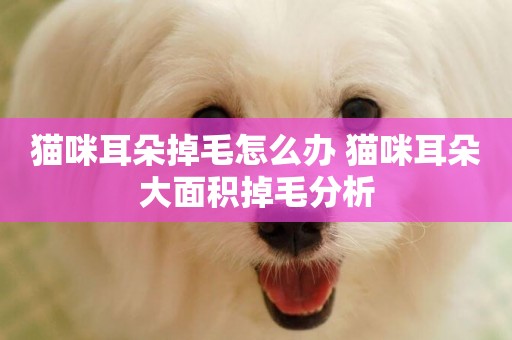 貓咪耳朵掉毛怎么辦 貓咪耳朵大面積掉毛分析