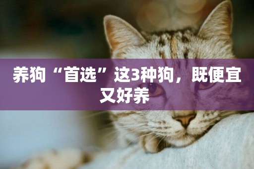 養狗“首選”這3種狗，既便宜又好養 