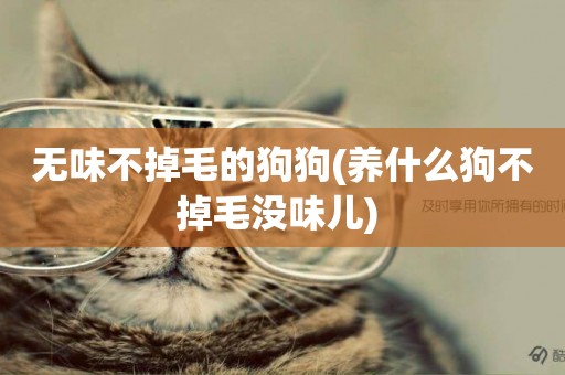 無味不掉毛的狗狗(養什么狗不掉毛沒味兒) 
