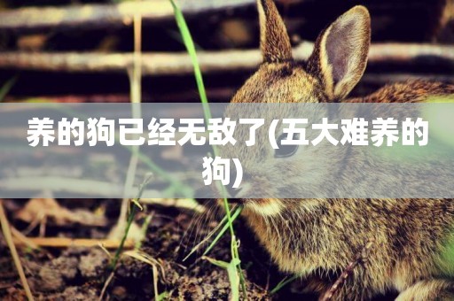 養的狗已經無敵了(五大難養的狗) 