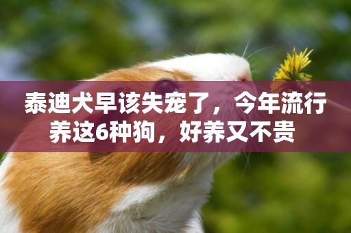 泰迪犬早該失寵了，今年流行養這6種狗，好養又不貴 