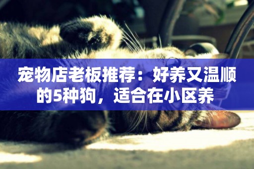 寵物店老板推薦：好養又溫順的5種狗，適合在小區養 