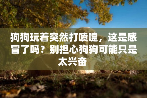 狗狗玩著突然打噴嚏，這是感冒了嗎？別擔心狗狗可能只是太興奮 