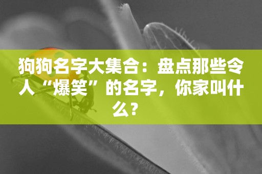 狗狗名字大集合：盤點那些令人“爆笑”的名字，你家叫什么？ 