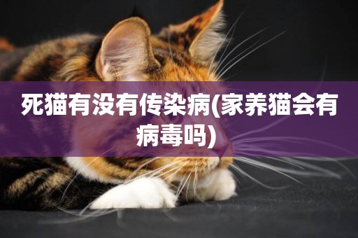 死貓有沒有傳染病(家養貓會有病毒嗎) 