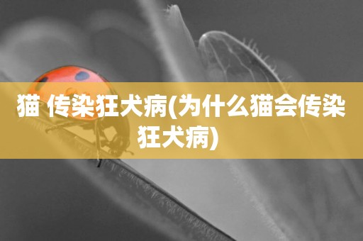 貓 傳染狂犬病(為什么貓會傳染狂犬病) 