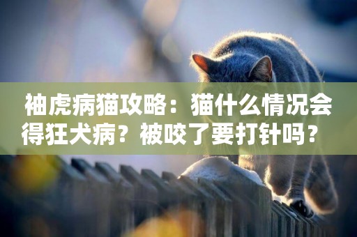 袖虎病貓攻略：貓什么情況會得狂犬病？被咬了要打針嗎？ 