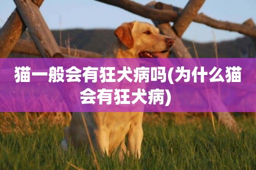 貓一般會有狂犬病嗎(為什么貓會有狂犬病) 