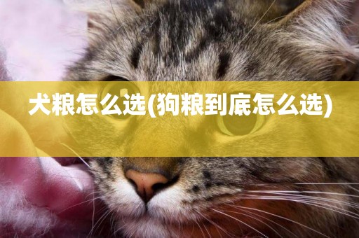犬糧怎么選(狗糧到底怎么選) 