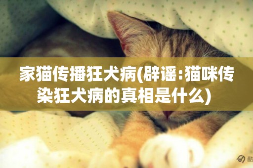家貓傳播狂犬病(辟謠:貓咪傳染狂犬病的真相是什么) 