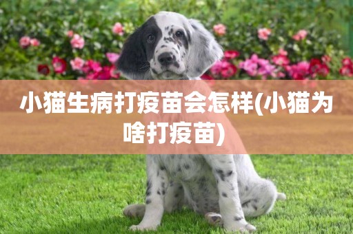小貓生病打疫苗會怎樣(小貓為啥打疫苗) 