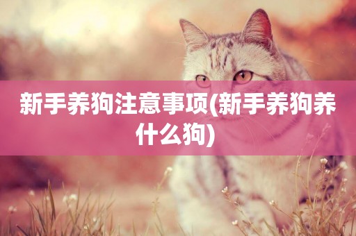 新手養狗注意事項(新手養狗養什么狗) 