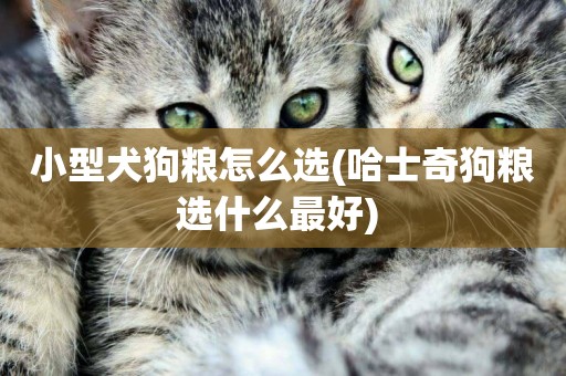 小型犬狗糧怎么選(哈士奇狗糧選什么最好) 