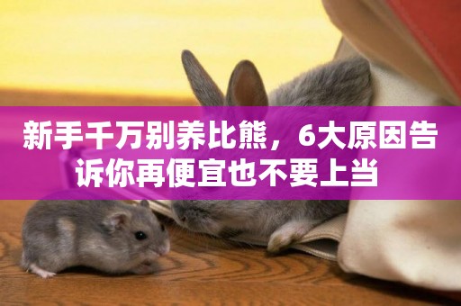 新手千萬別養比熊，6大原因告訴你再便宜也不要上當 