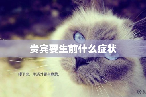 貴賓要生前什么癥狀