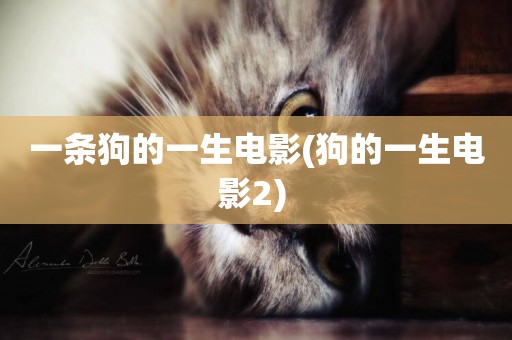 一條狗的一生電影(狗的一生電影2) 
