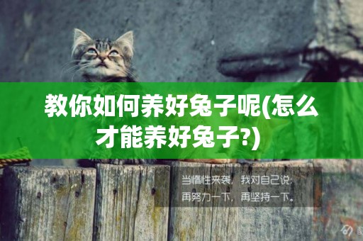 教你如何養好兔子呢(怎么才能養好兔子?) 