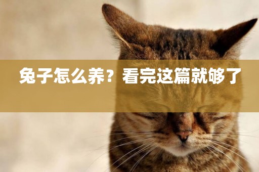 兔子怎么養？看完這篇就夠了 